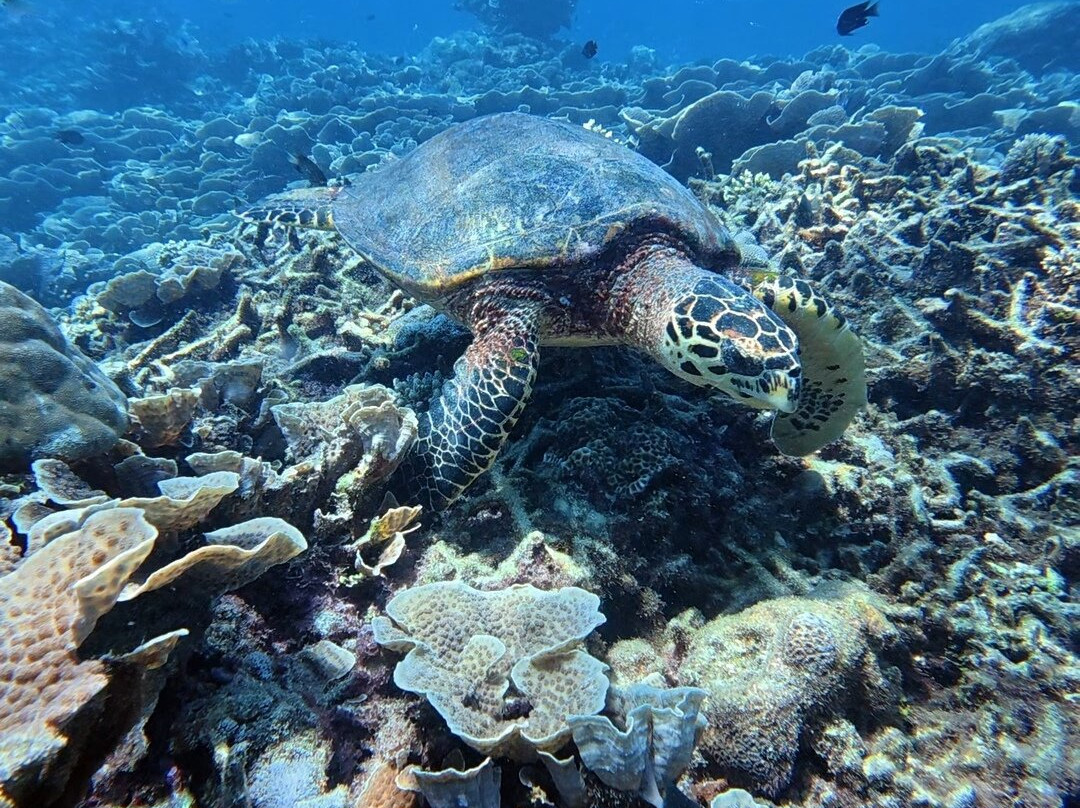 Addu Travel and Tours-Meedhoo必去景点