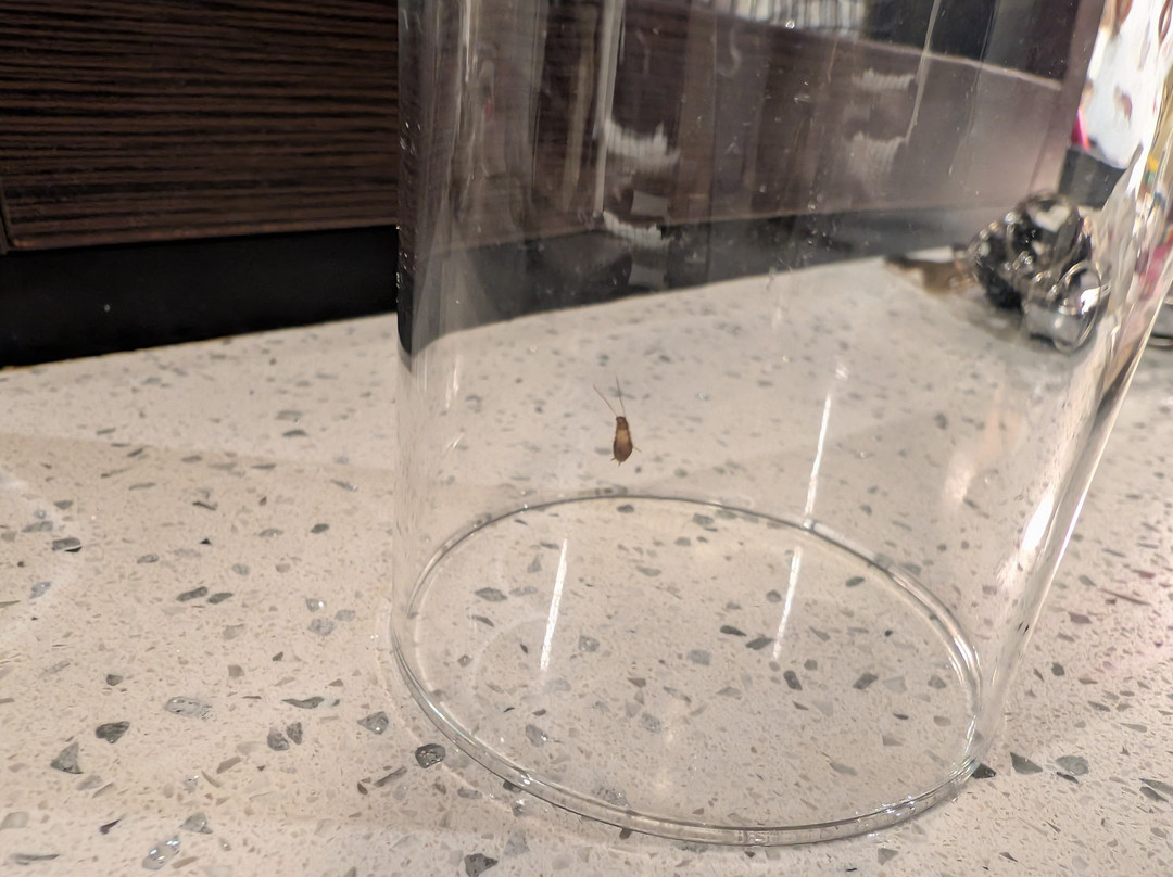 TownePlace Suites St. Louis Edwardsville, IL主图