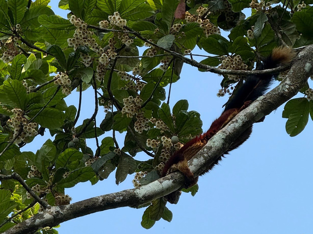 Flora Vythiri Resort主图