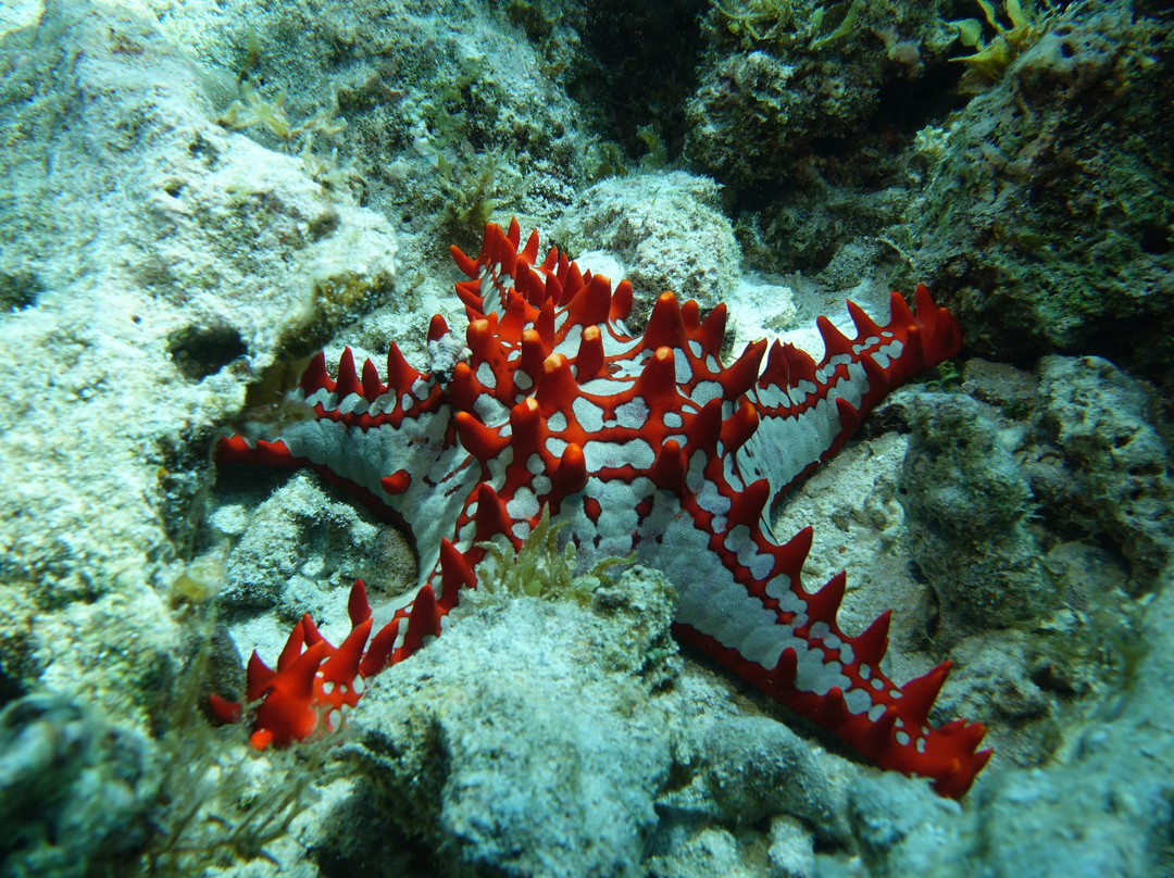 Afro Divers-奔巴岛必去景点