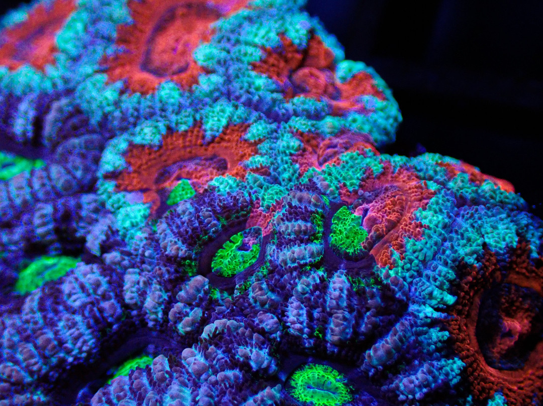 Monsoon Aquatics Coral Farm Tours-Burnett Heads必去景点