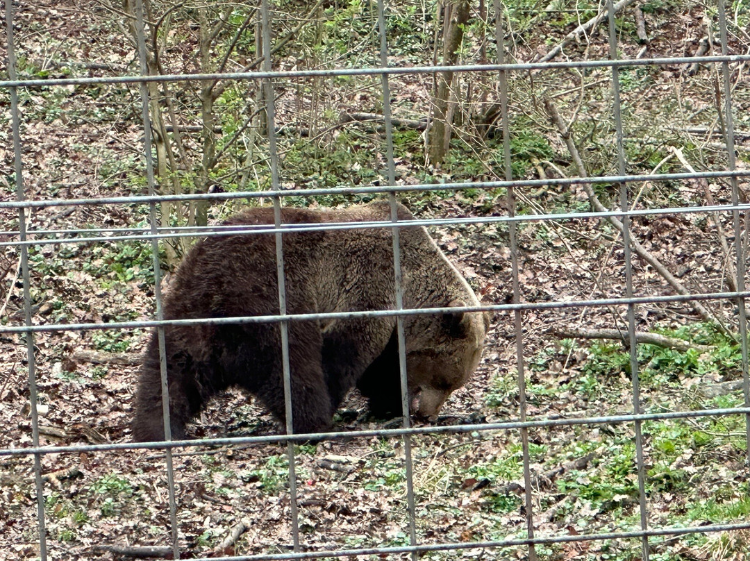 Libearty Bear Sanctuary Zarnesti景点图片