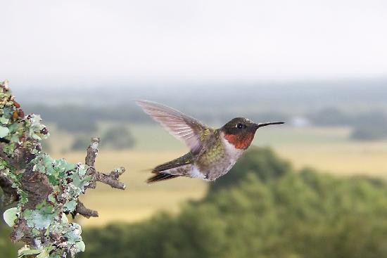 Quiet Hill Ranch - Fredericksburg主图