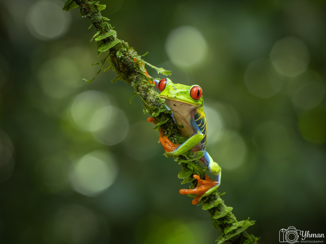 Frogs Heaven-Horquetas必去景点
