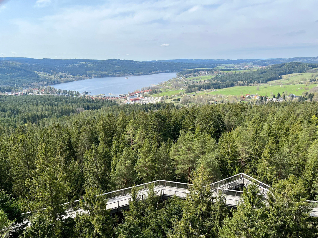 Treetop Walkway-利诺纳佛塔沃必去景点