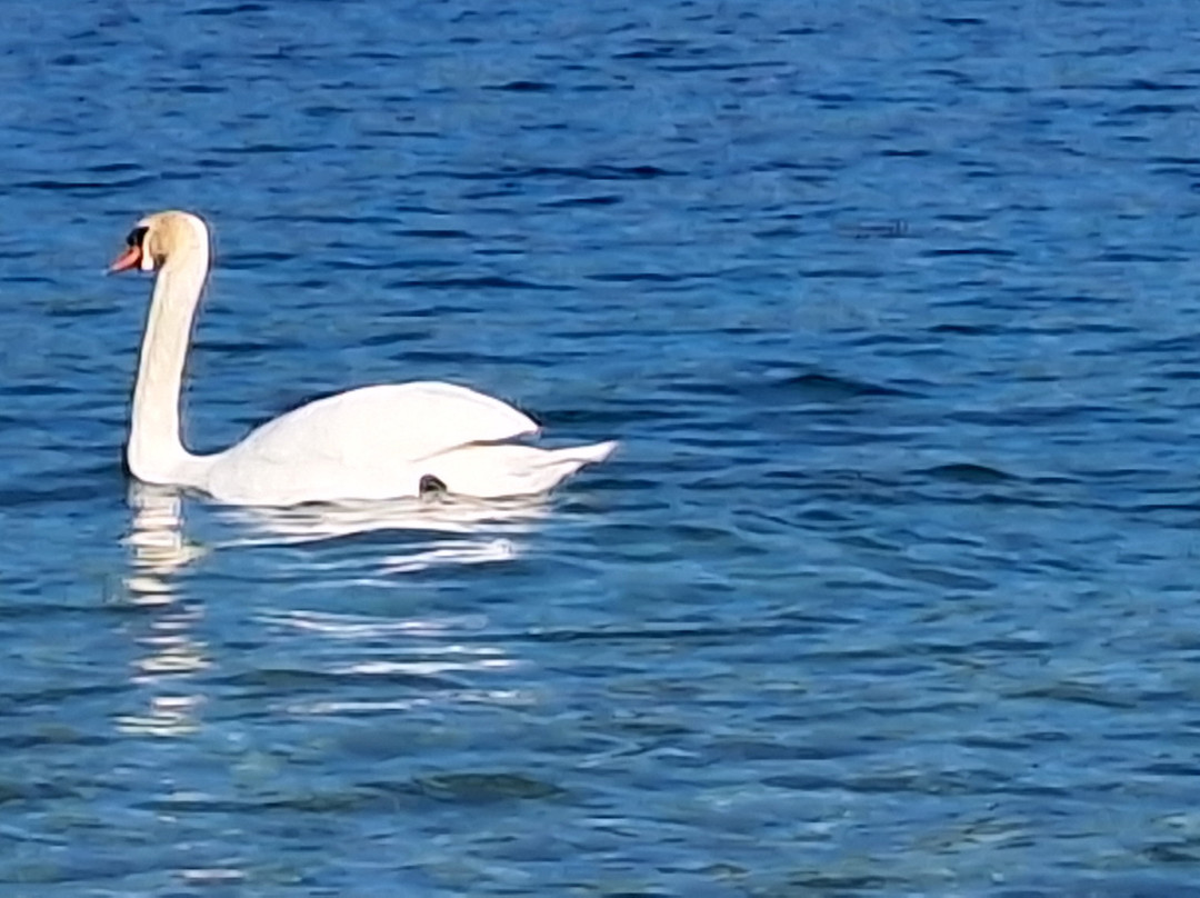 Hotel & Restaurant Ragginger Am Attersee主图