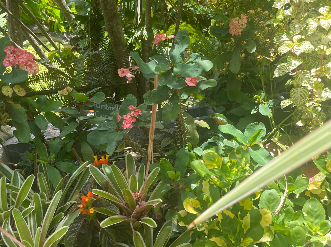 Palm Tree Gardens Botanical Garden-Saint David's必去景点