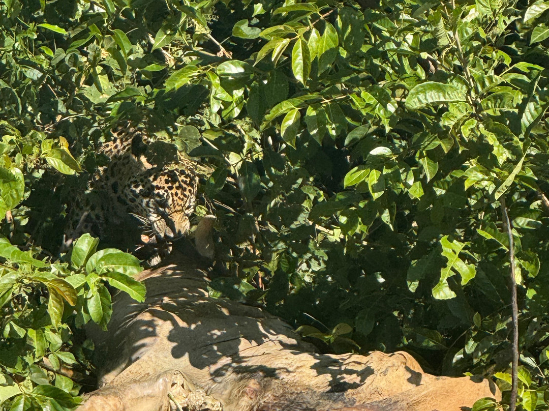 Jaguar Photo Expeditions景点图片