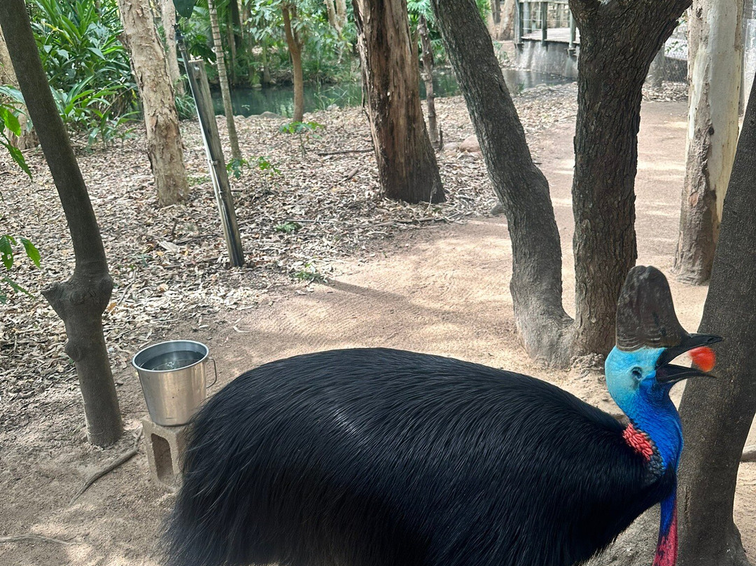 Billabong Sanctuary-汤斯维尔必去景点