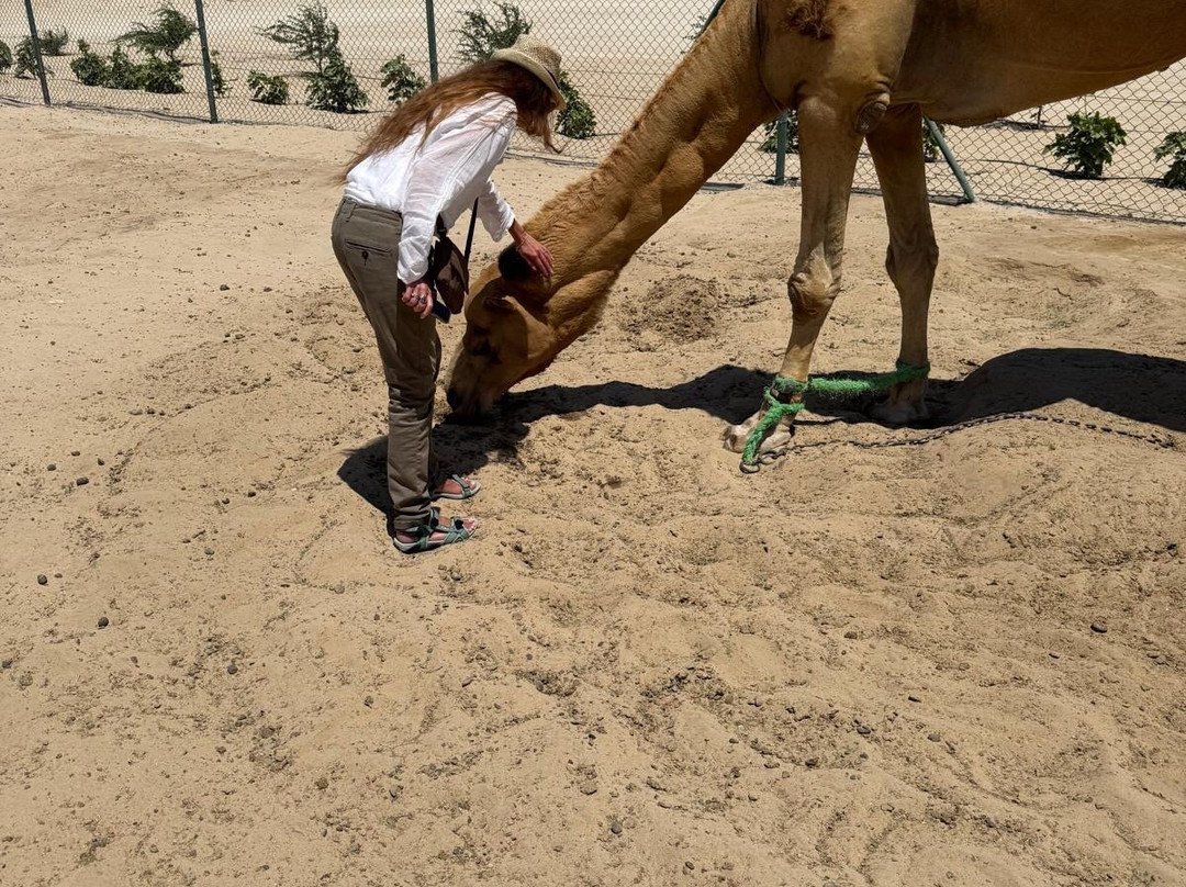 Royal Camel Farm-麦纳麦必去景点