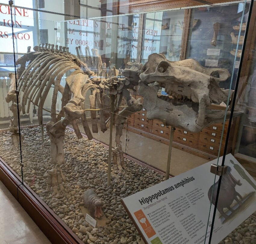 Sedgwick Museum of Earth Sciences-剑桥必去景点
