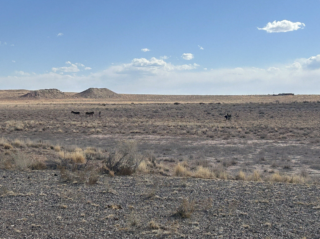 Homolovi State Park-温斯洛必去景点