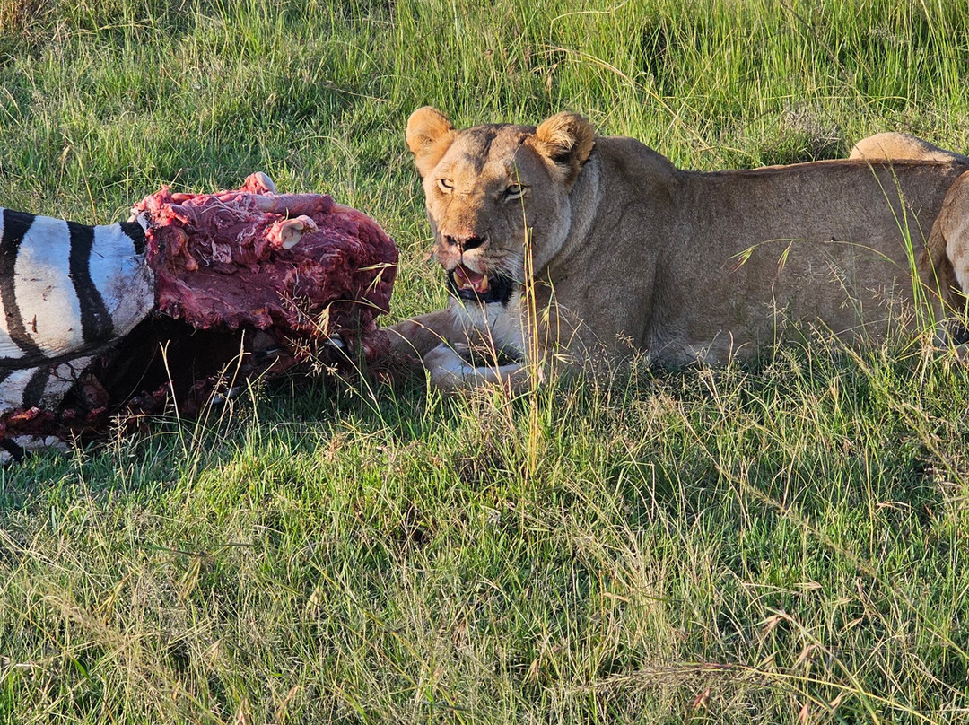 Olare Orok Conservancy-马赛马拉国家野生动物保护区必去景点
