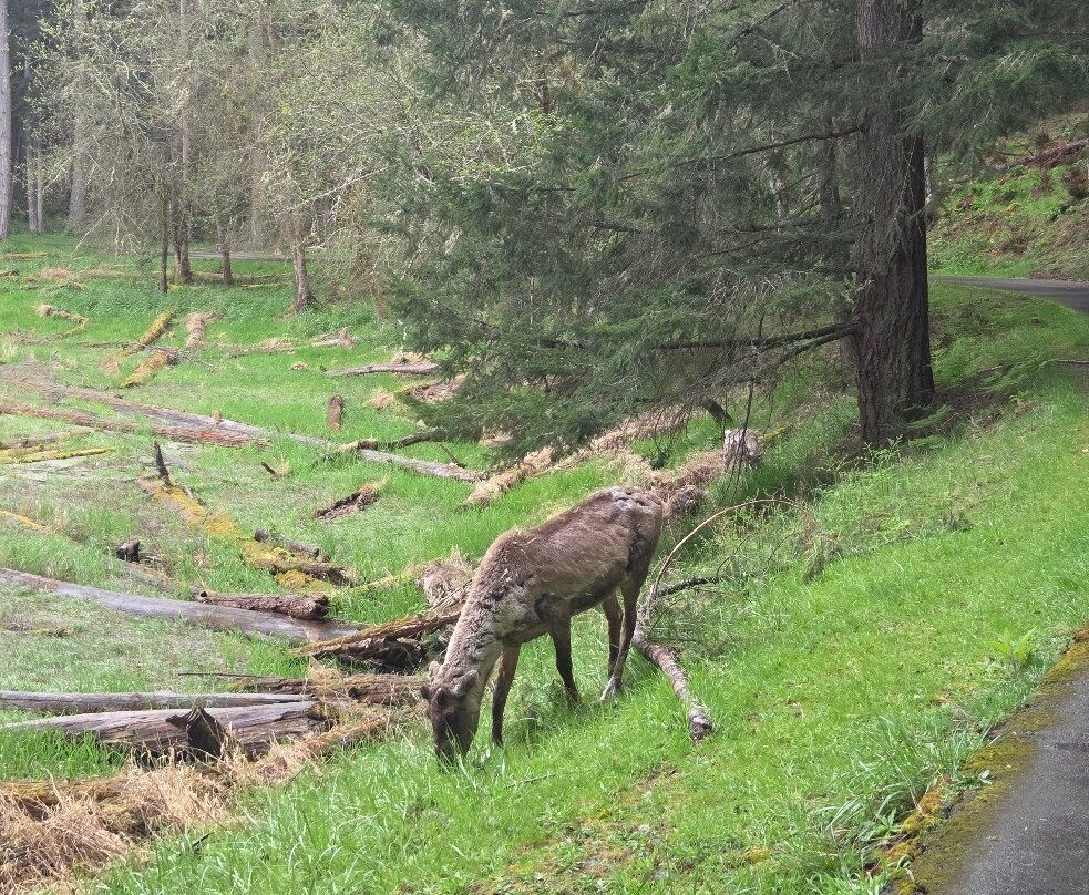 Northwest Trek Wildlife Park景点图片