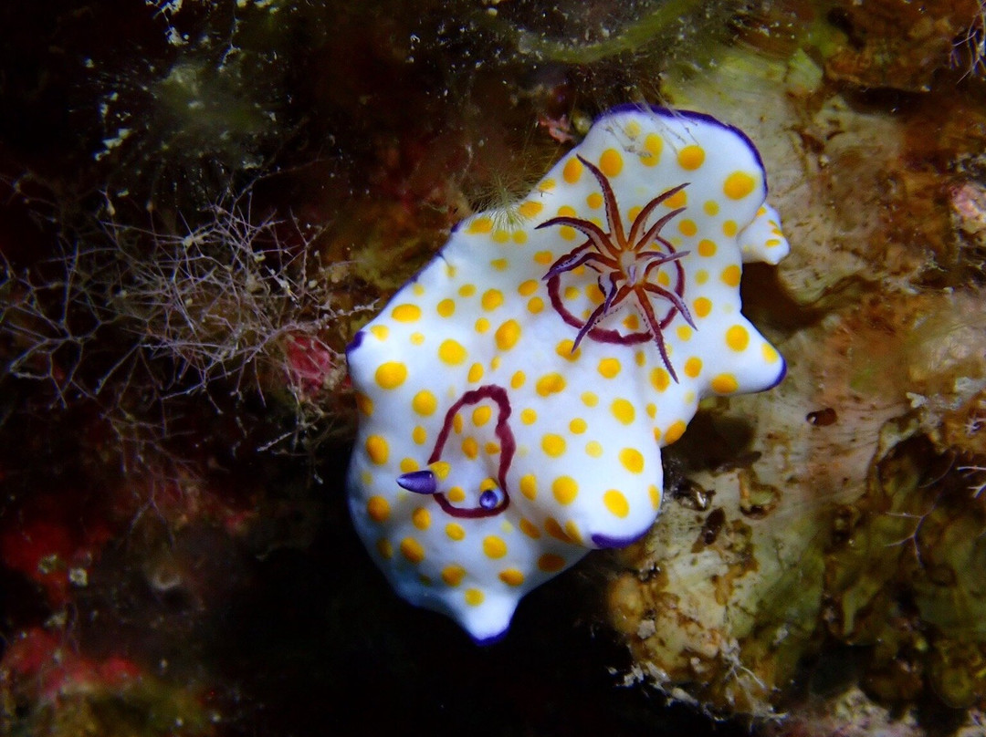 Just Scuba Diving Centre-阿依纳帕必去景点