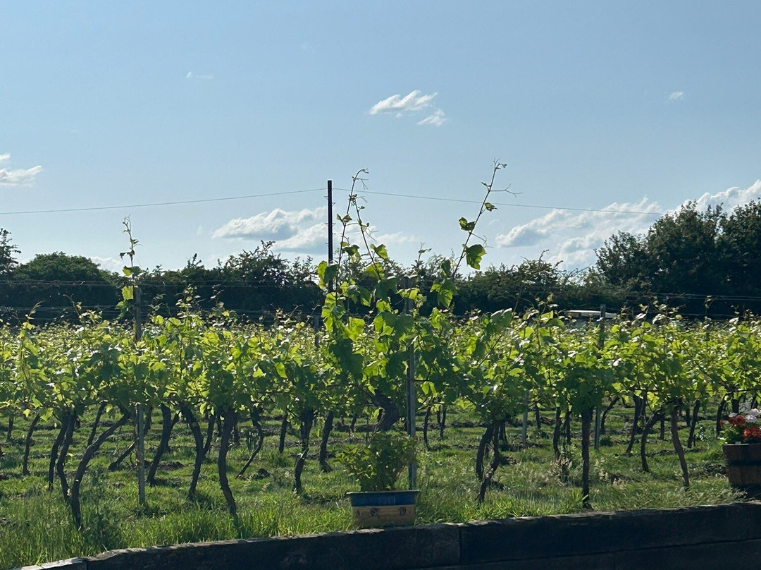 Winbirri Vineyards-诺威奇必去景点