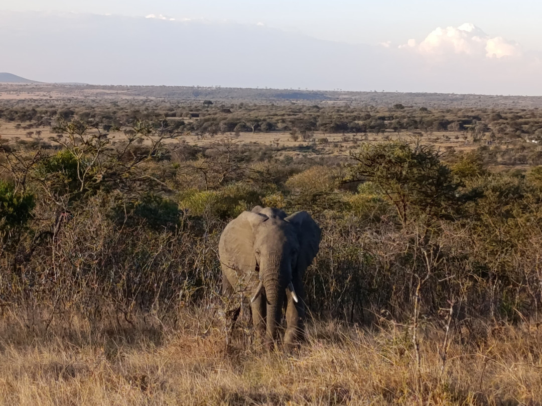 Nashulai Maasai Conservancy-马赛马拉国家野生动物保护区必去景点