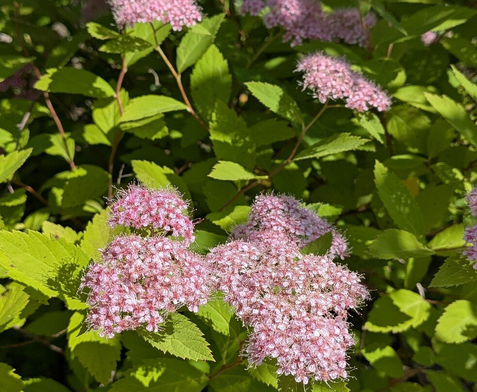Gîte La Maison Bleue - Dunham主图