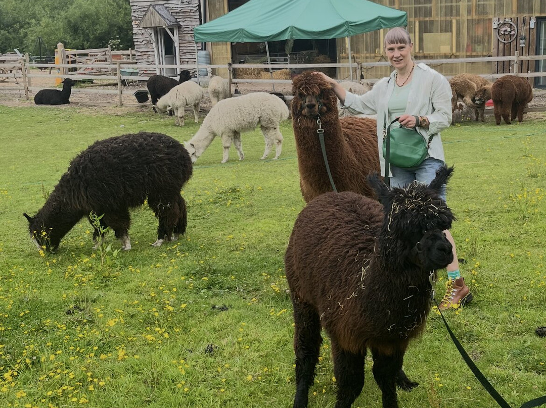 Woodlands Alpaca Farm-沃灵顿必去景点