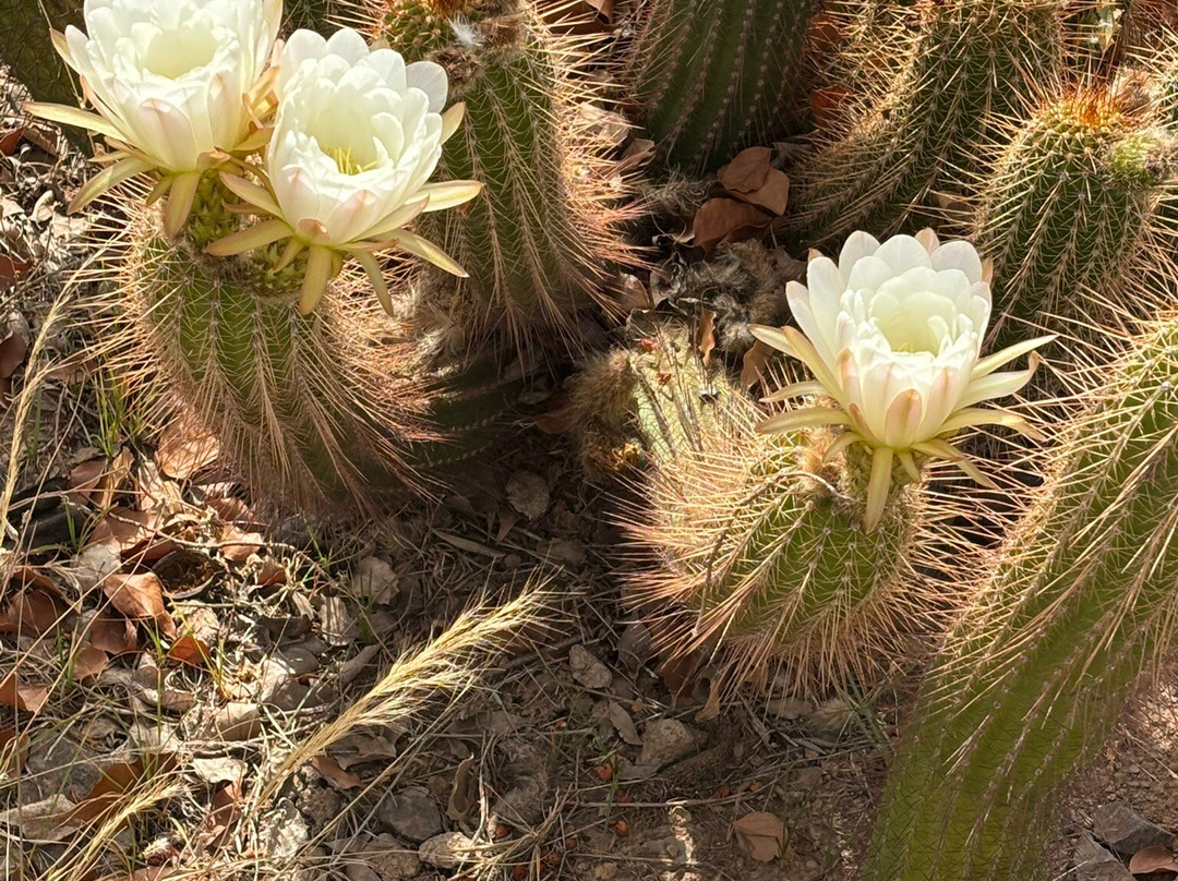 Cactus Thiemann-马拉喀什必去景点