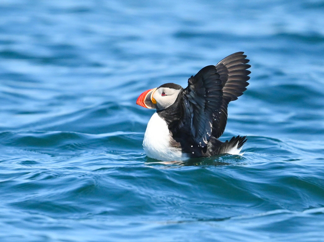 Acadia Puffin Cruise-Steuben必去景点