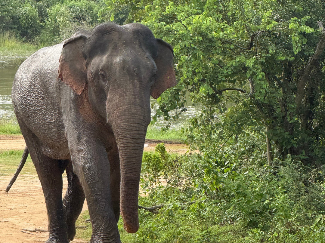 Safari in Sri Lanka-Hambantota必去景点