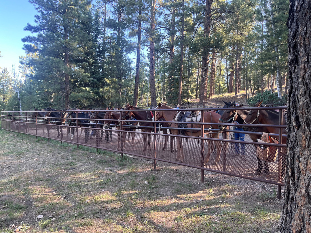 Canyon Trail Rides-大峡谷国家公园必去景点