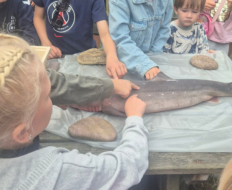 Naturhistorisk Museum - Skagen Naturcenter-斯卡恩必去景点