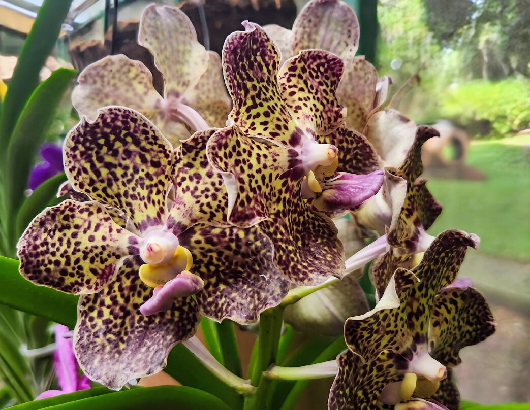 Botanical Orchid Garden-La Garita必去景点