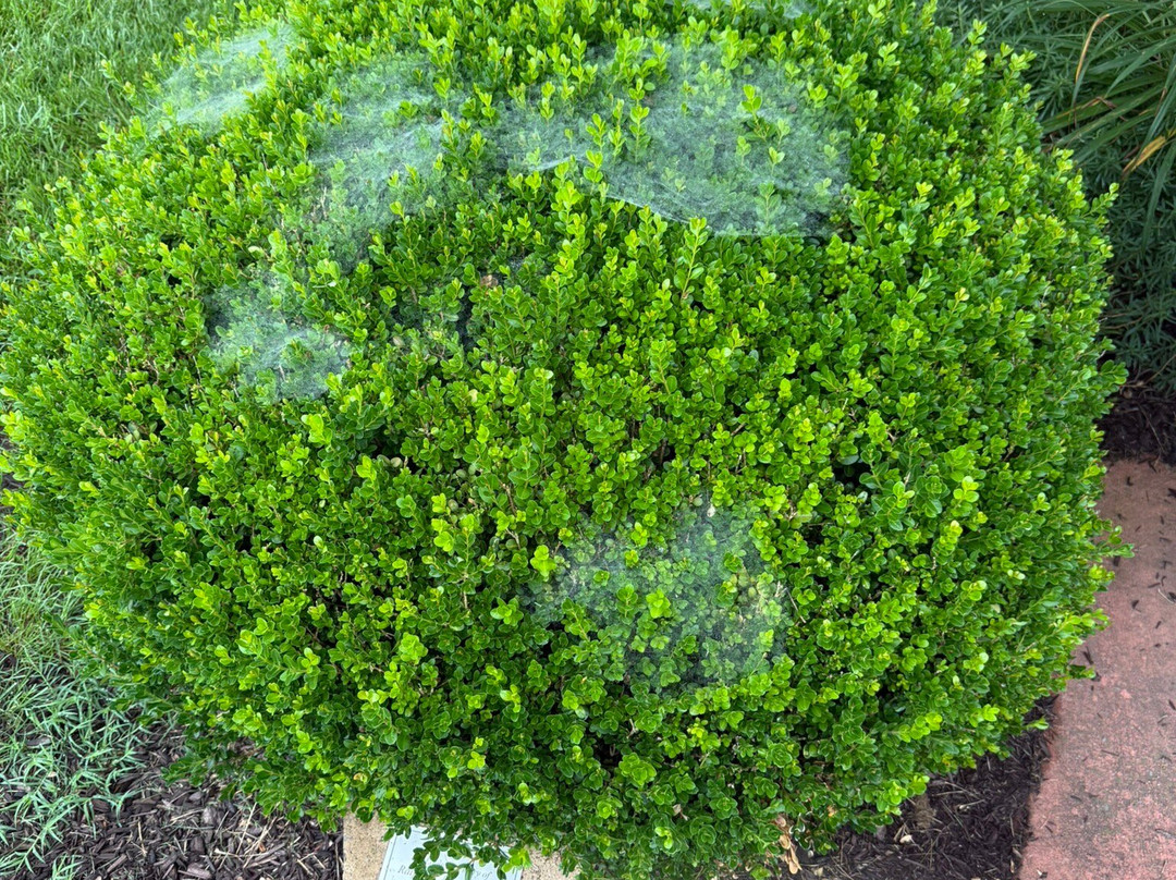 Hawksbill Greenway-卢雷必去景点