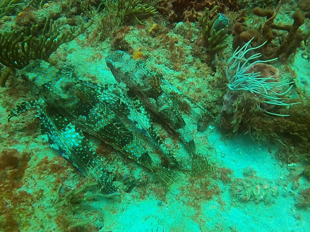 Pura Vida Divers-Singer Island必去景点