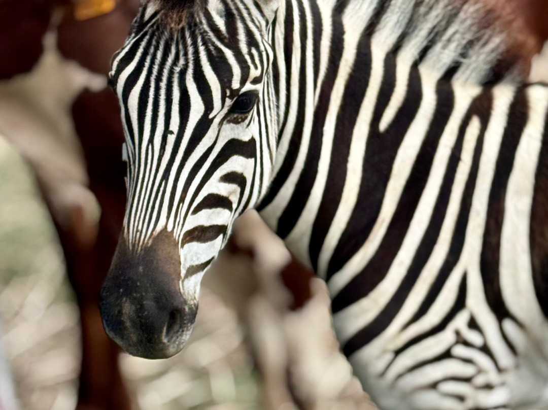 Costa Rica Monkey Tours -  Day Tours-萨玛拉滩必去景点