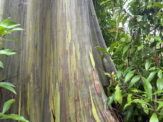 Local Maui Tours-芭雅必去景点