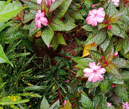 Herbal Village Limited Company