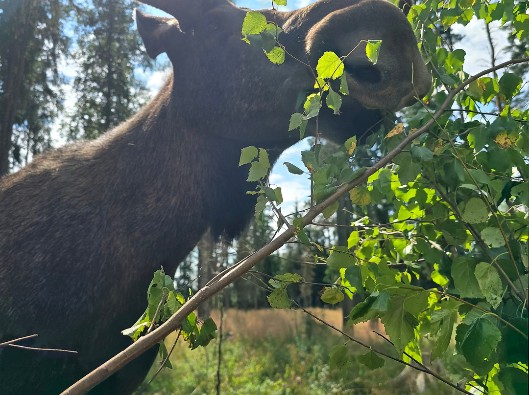 Varmlands Moose Park-Eksharad必去景点