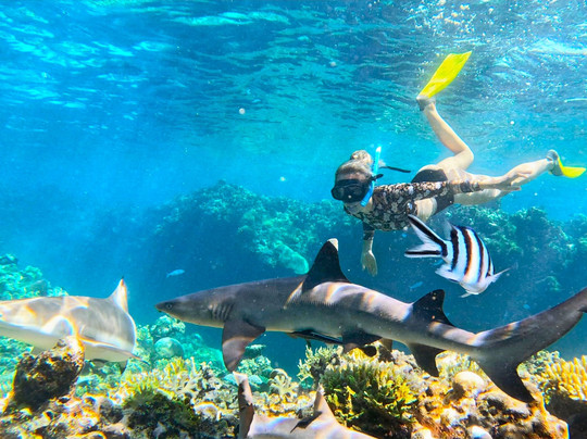 Barefoot Shark Encounters Fiji