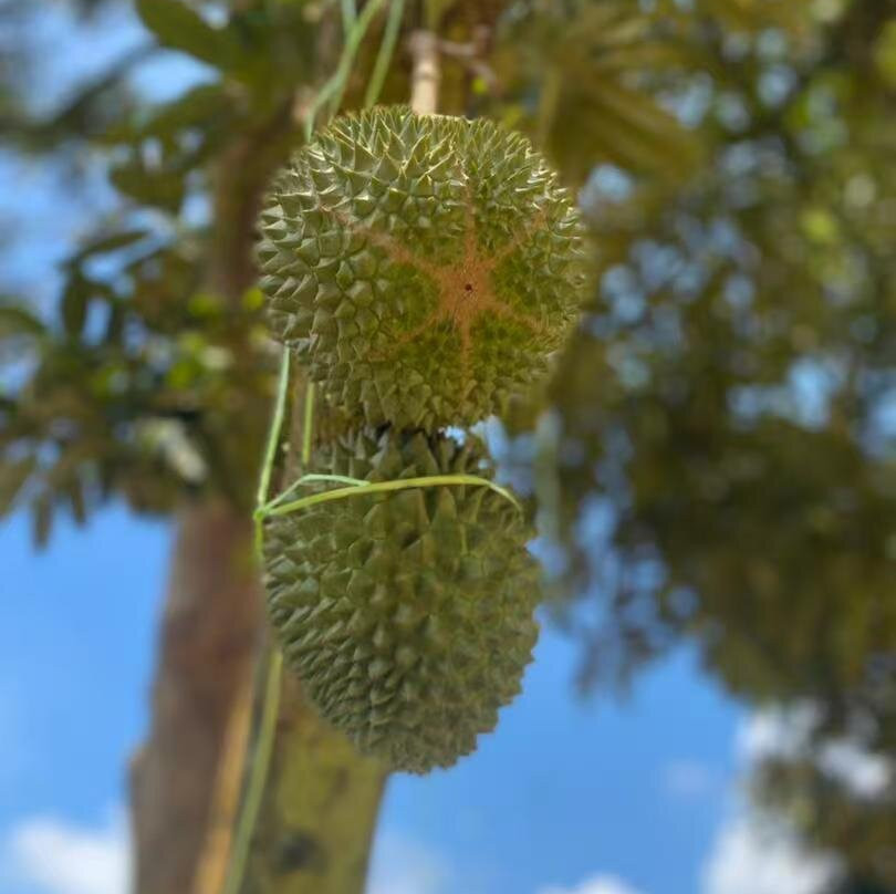 Glo Durian Farm & Camp-加叻必去景点