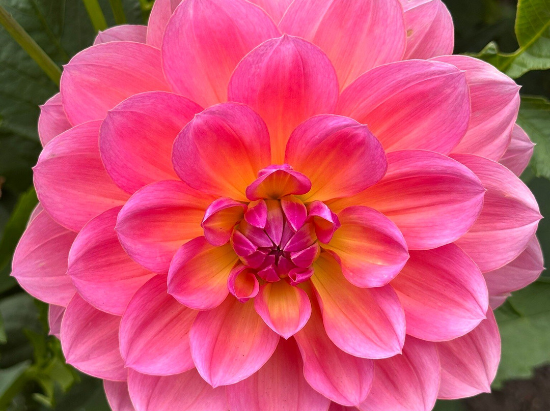 Threave Garden & Nature Reserve-Castle Douglas必去景点