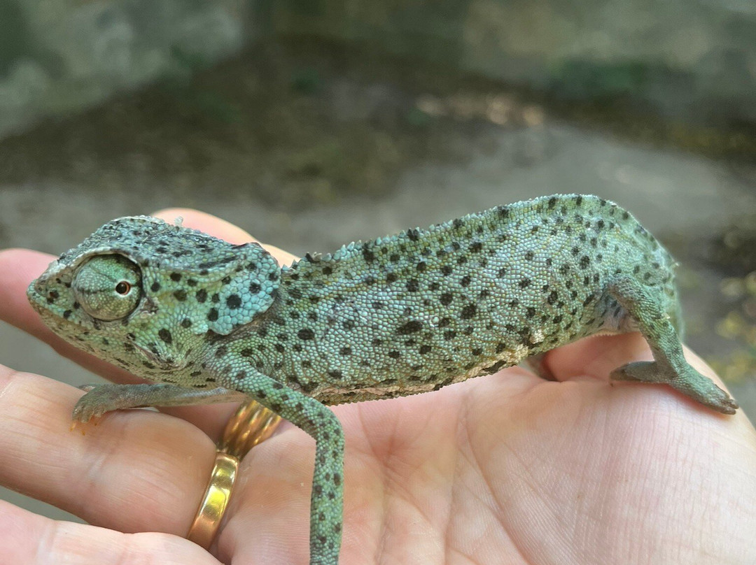 Zanzibar Kilosas Conservation-孥归必去景点