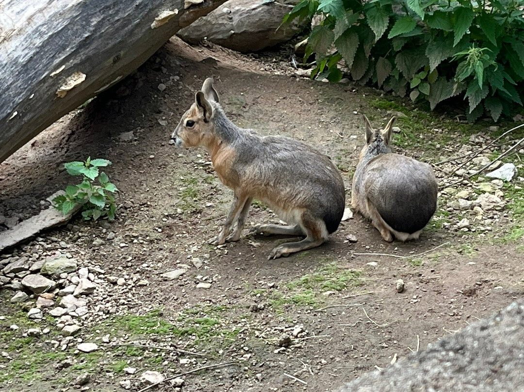 Zoopark Na Hrádečku-英吉夫必去景点