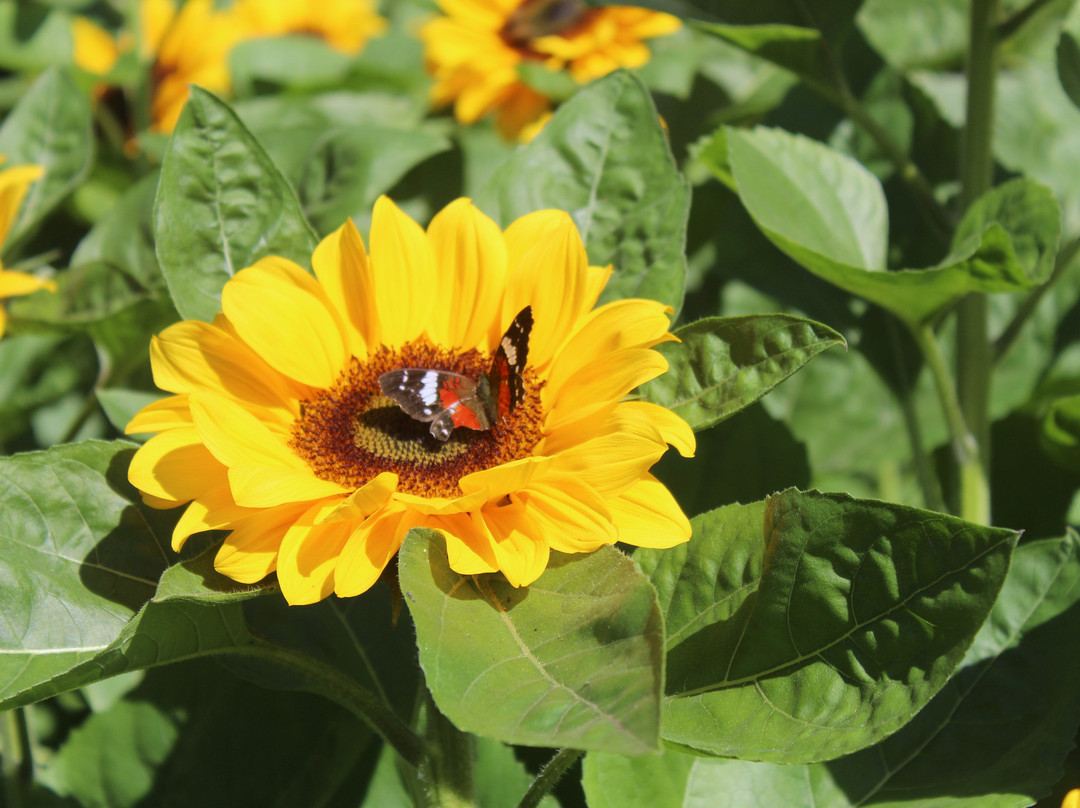 Hemero - Jardins Como Arte-Joinville必去景点