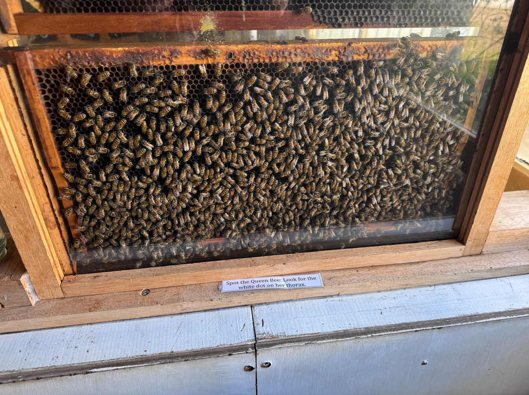 Clifford's Honey Farm-金斯科特必去景点