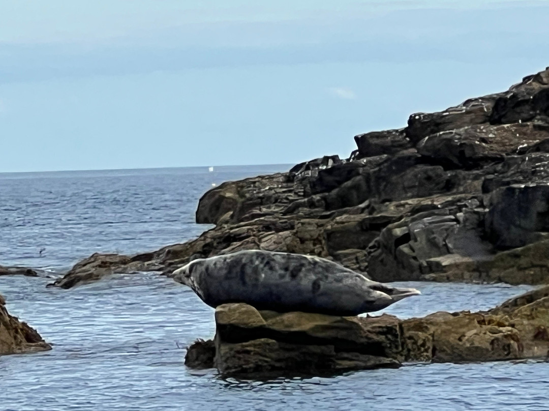 Kingfisher Coastal Charters-Newlyn必去景点