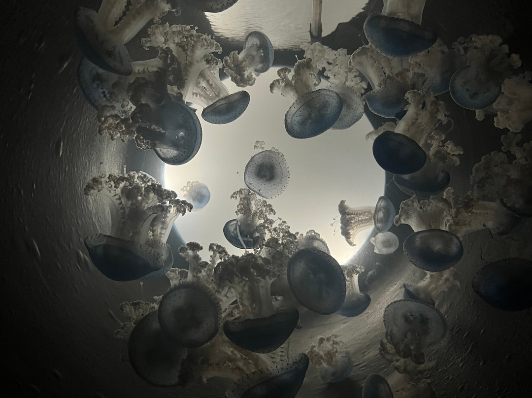 Bioparc Acuario De Gijón-希洪必去景点