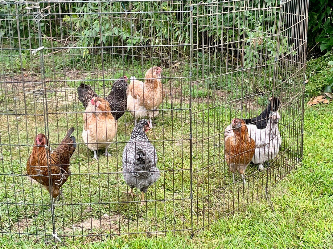 黄铜灯笼酒店主图