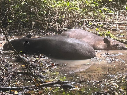 Corcovado National Park-Carate必去景点