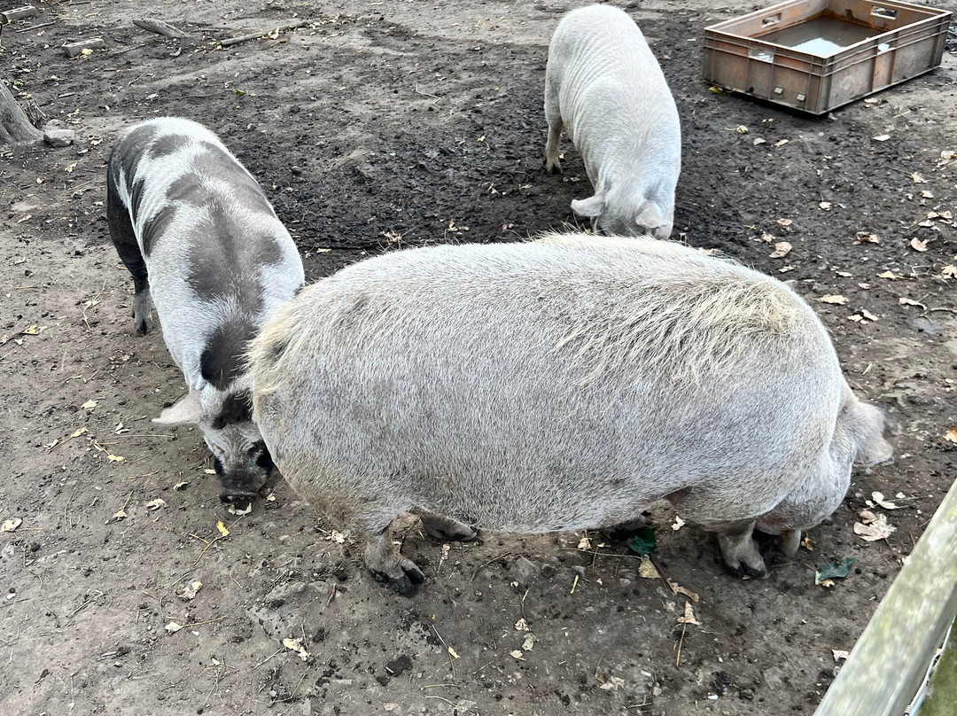 Bill Quay Community Farm-盖茨黑德必去景点