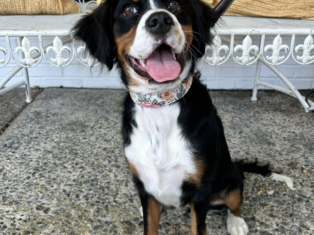 Salty Paws-里霍博斯比奇必去景点