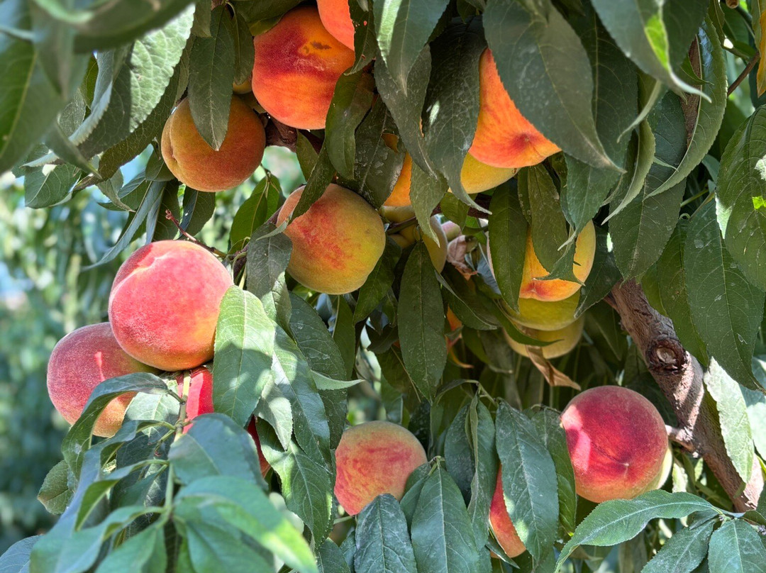 Soul Of Armenia-Tsakhkadzor必去景点