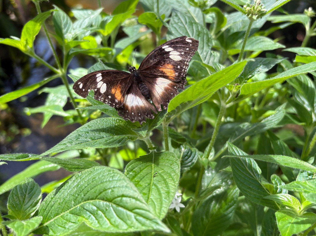 Australian Butterfly Sanctuary-库兰达必去景点
